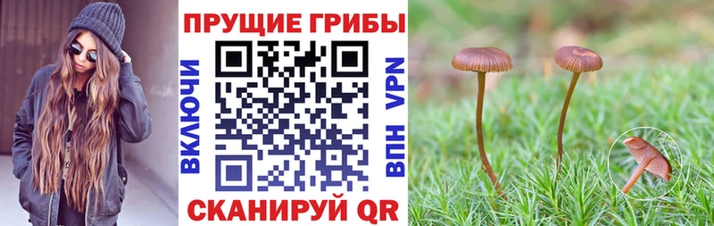 дарнет шоп  Волосово  OMG ONION  Галлюциногенные грибы GOLDEN TEACHER 